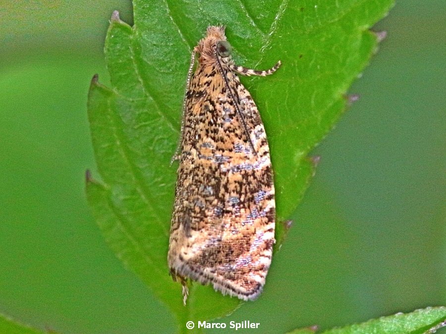 Celypha lacunana - Tortricidae